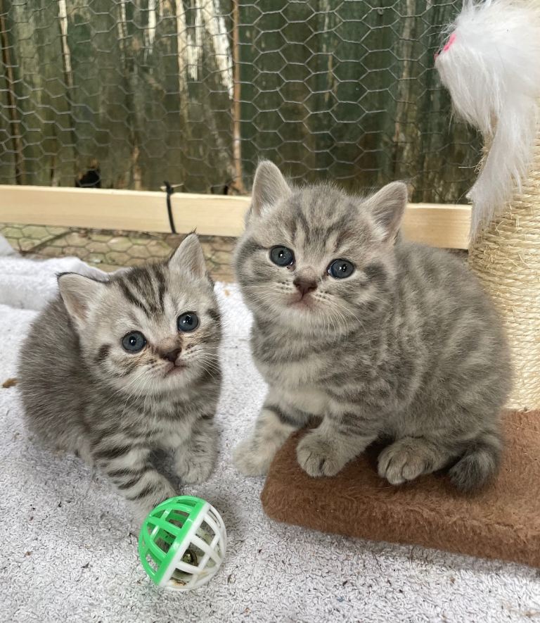 Pedigree British shorthair kittens for sale 