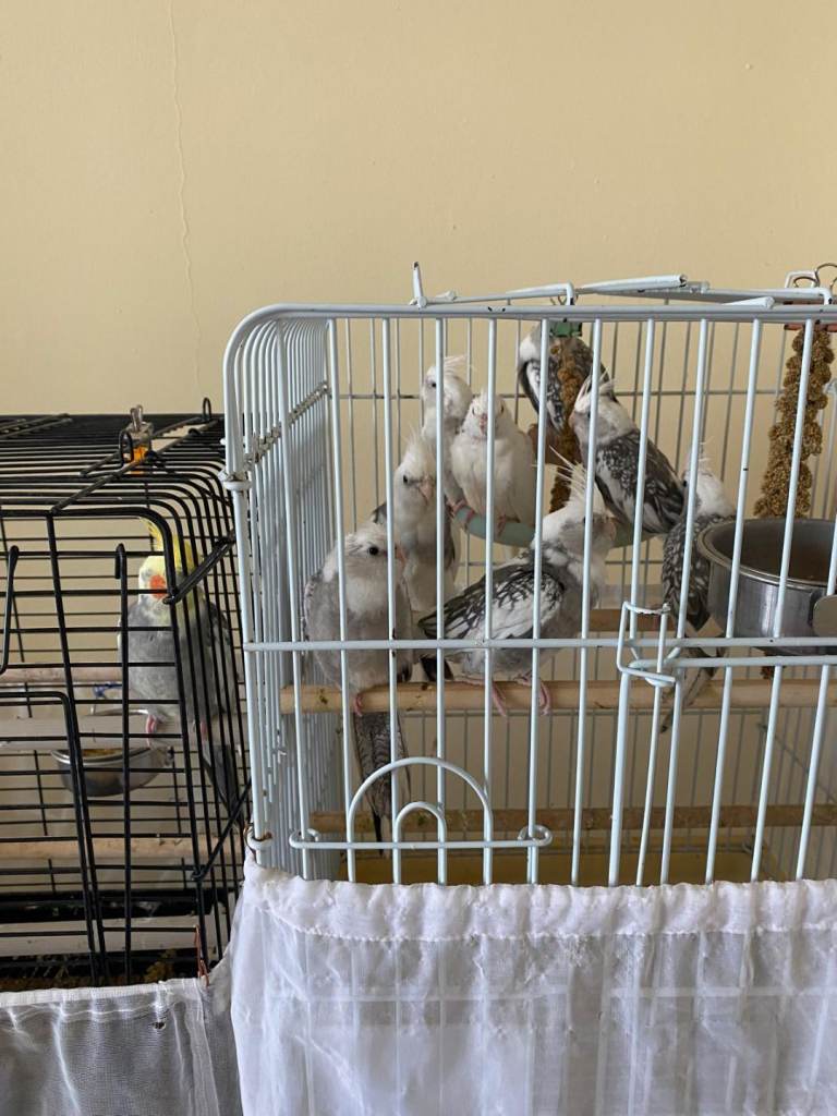 Young cockatiels 
