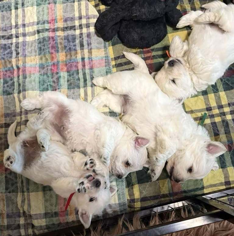 West Highland terrier puppies 