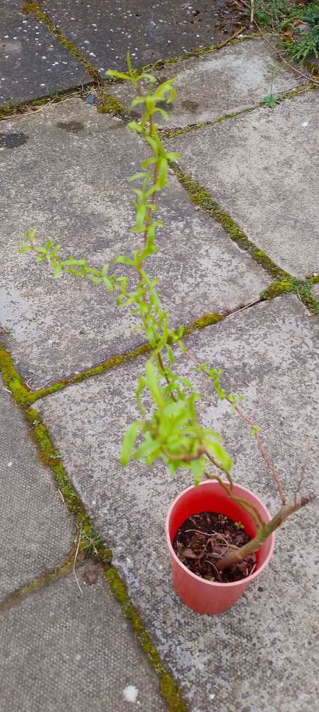 Twisted willow