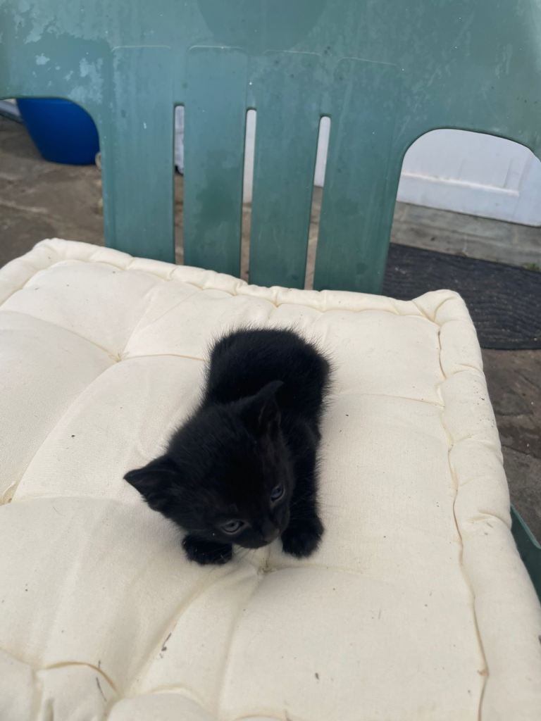 1 kitten for sale.