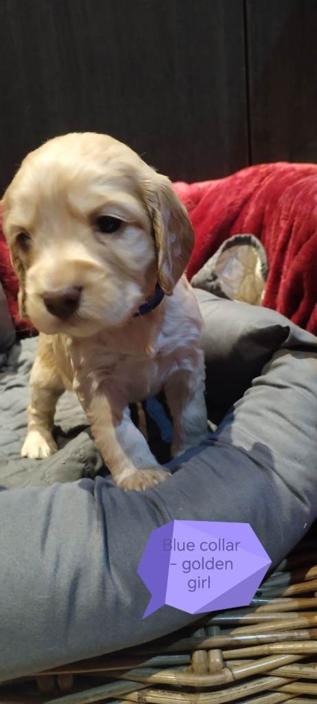 Stunning Kc reg cocker spaniel pups for sale - golden and orange roan