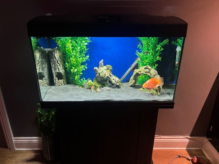 Fluval 125 fish tank and stand