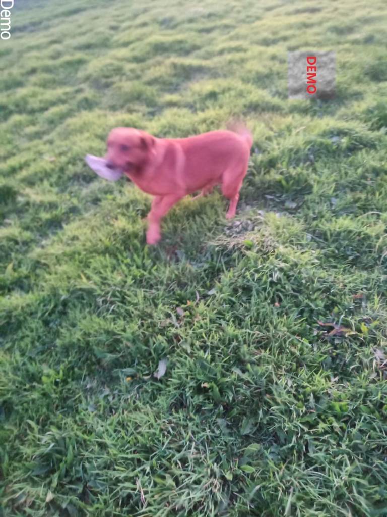 Fox Red Labrador