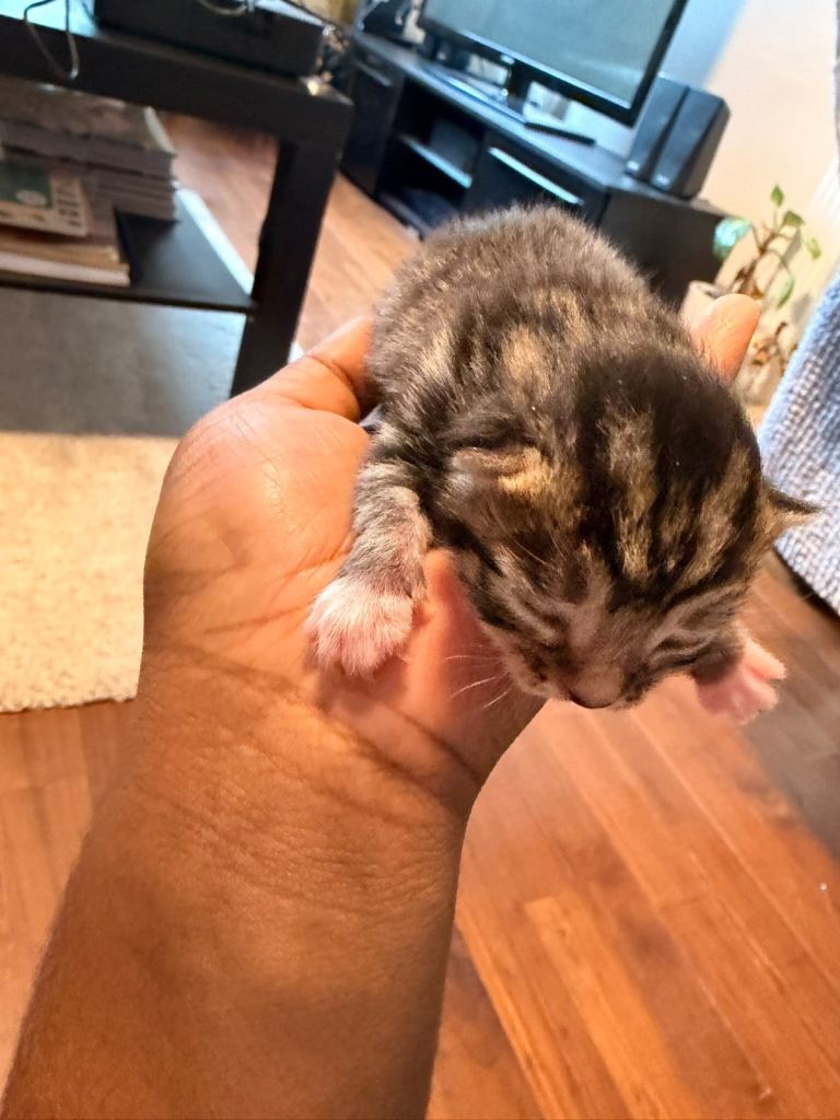 Adorable Kitten