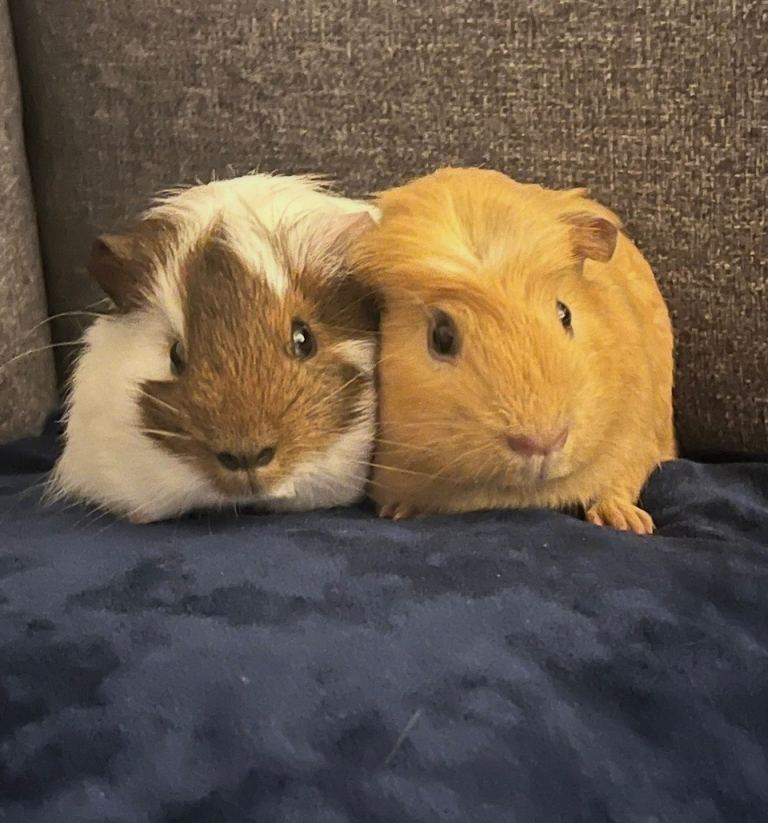 7 month old Guinea Pigs 