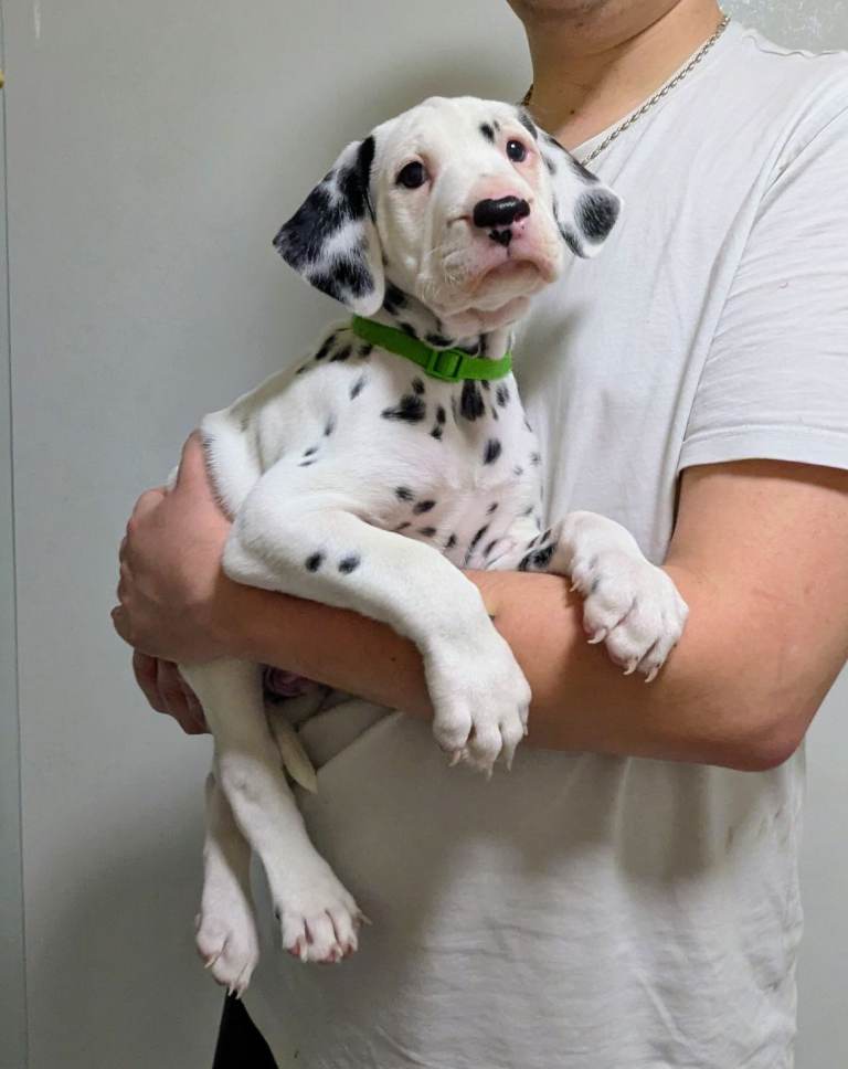 Dalmatian Puppies for Sale 