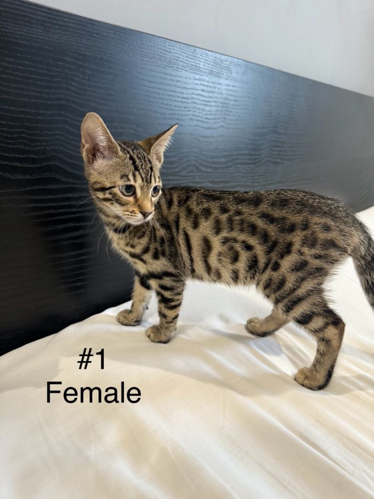 Mix Bengal kittens 