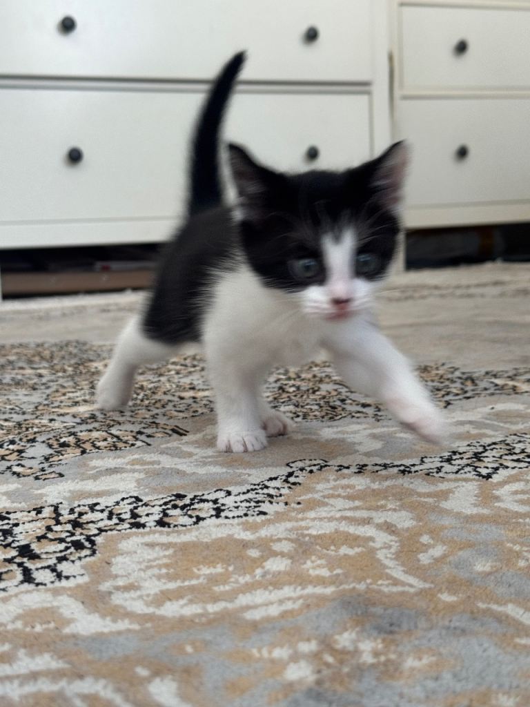 Kitten for sale