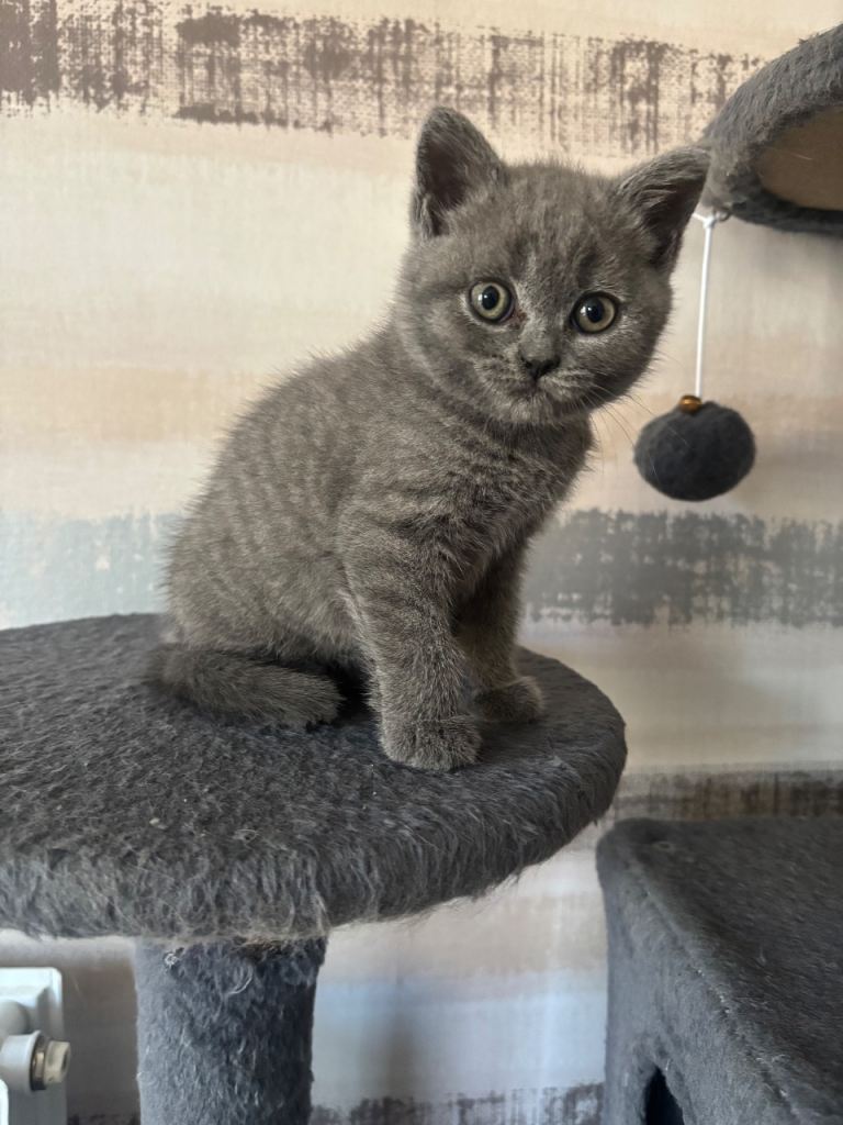 British blue & lilac shorthair kittens 