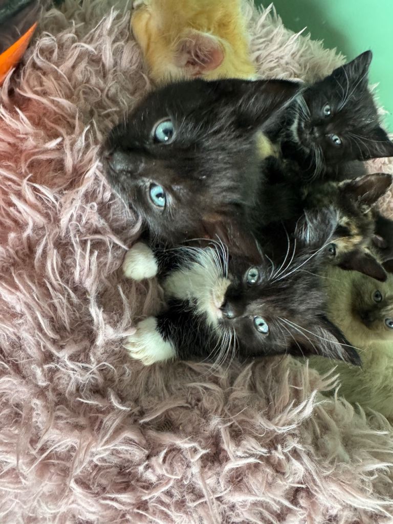 Half ragdoll kittens ready now 
