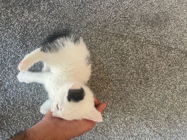 Kittens - Ready to go