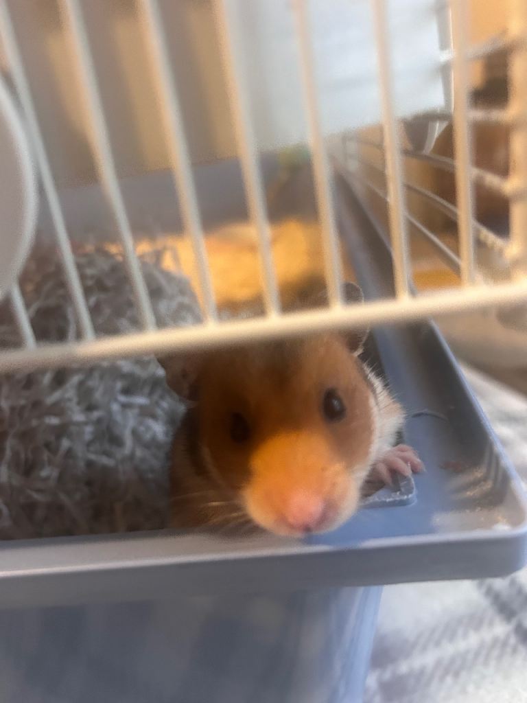 Hamster mixed colour