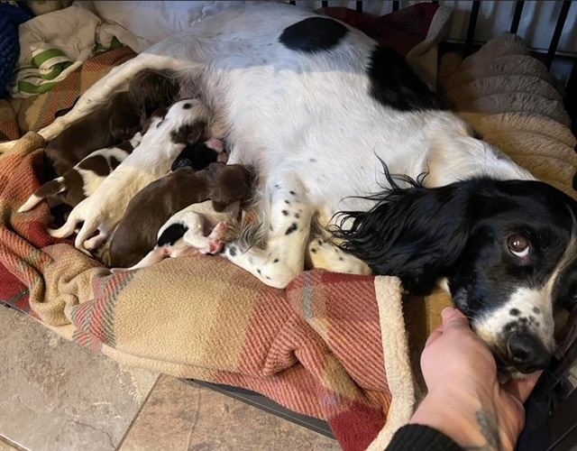 Cocker spaniel puppys