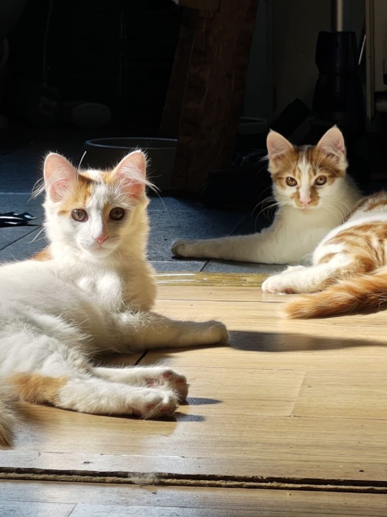 Fluffy 2 white boys one ginger boy and tabby girl 