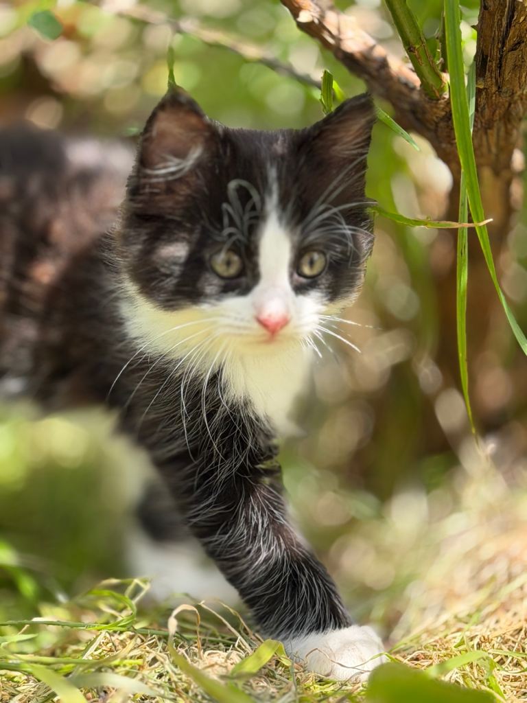 Kitten- Male