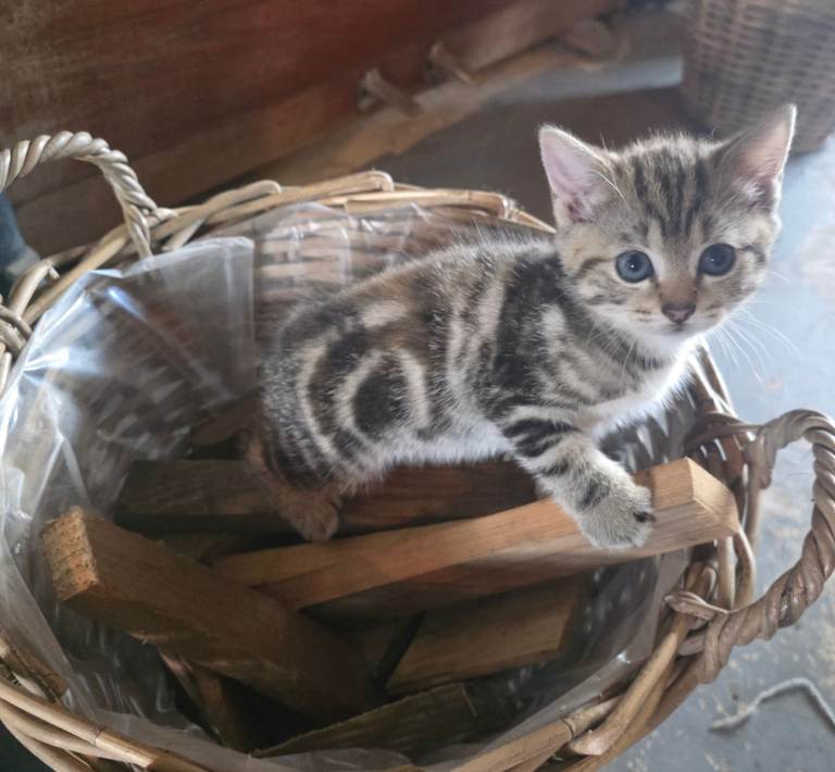Beautiful TICA reg golden tabby kittens