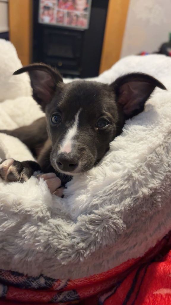 Chihuahua x whippet puppy