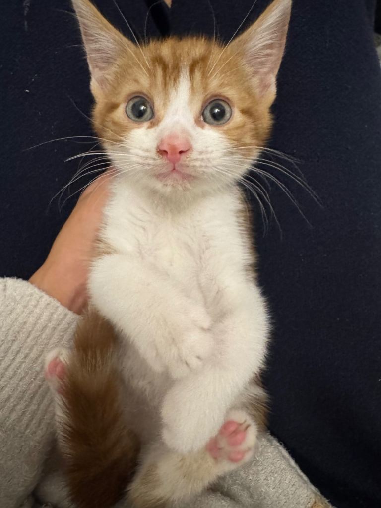 Cute little male kitten looking for a new loving home 