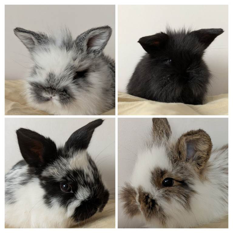 All GIRLS mini lop x lion head Gorgeous Fluffy baby bunnies