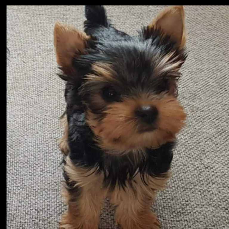 Yorkshire terrier puppy girl 5 pedigree generation sertification