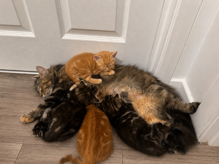 4 beautiful fluffy kittens (mum is half maine coon)