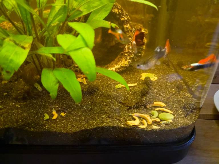 Bristlenose plec 