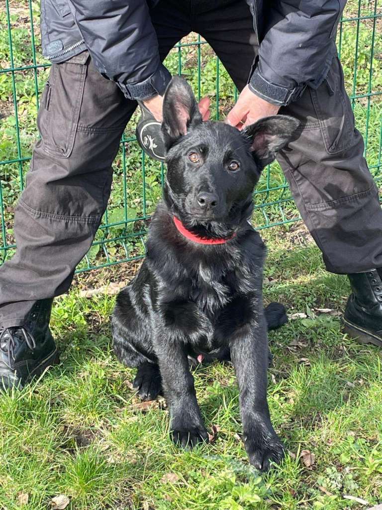 Adorable German Shepherd Puppies For Sale