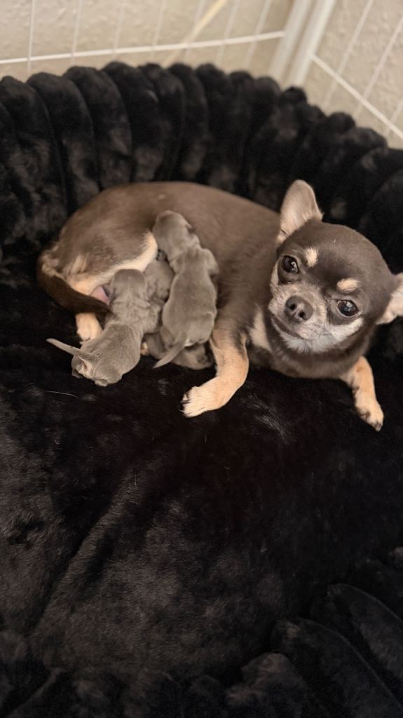 chihuahua puppies 🩵