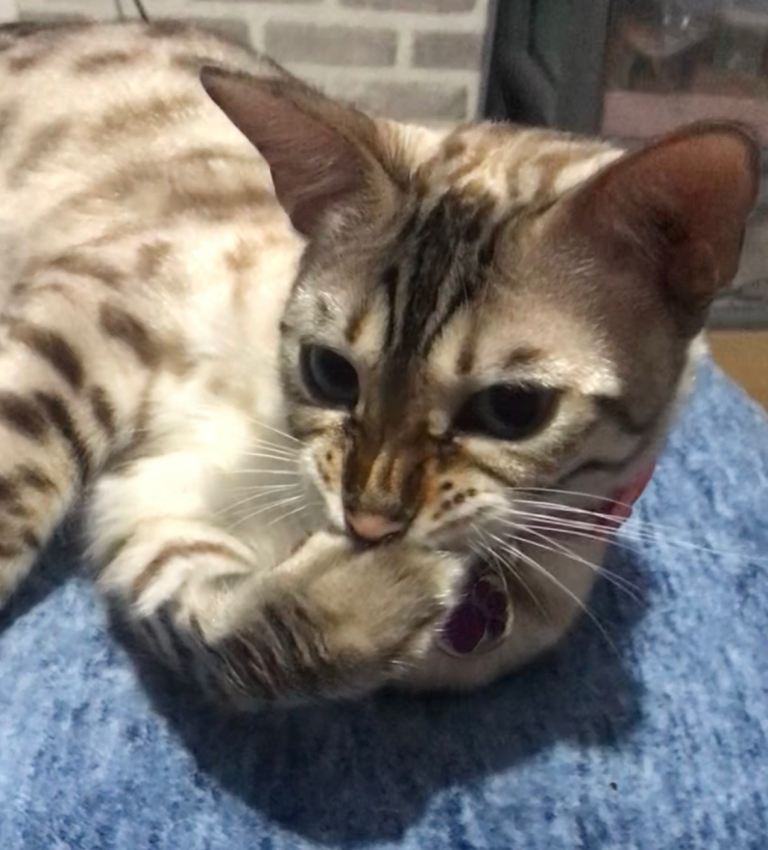 Female snow Benegal looking for loving home and companion 