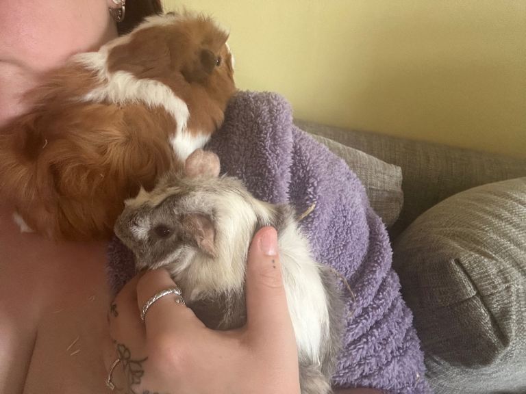 Two female guinea pigs 