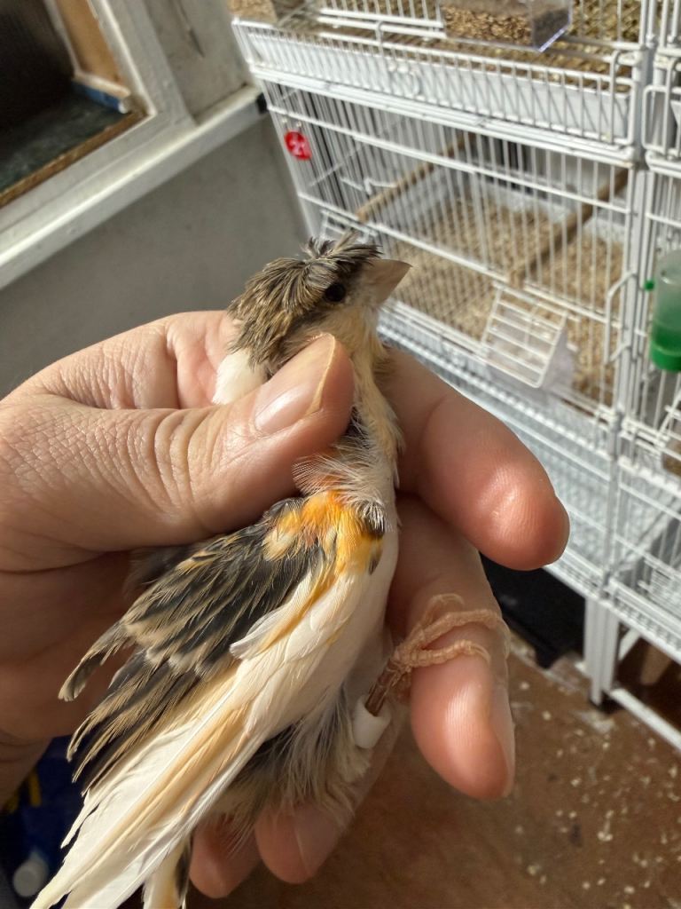 Canary