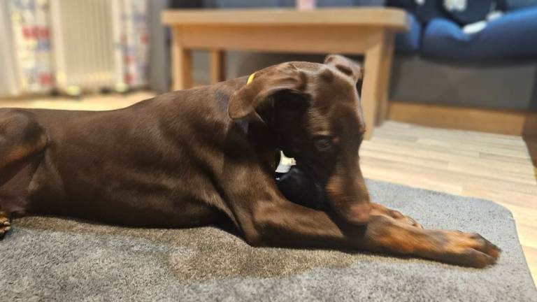 Doberman puppy 6 month's old 