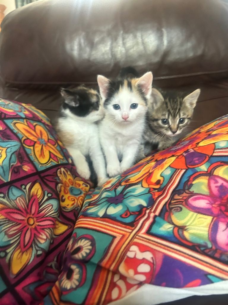 Gorgeous kittens 
