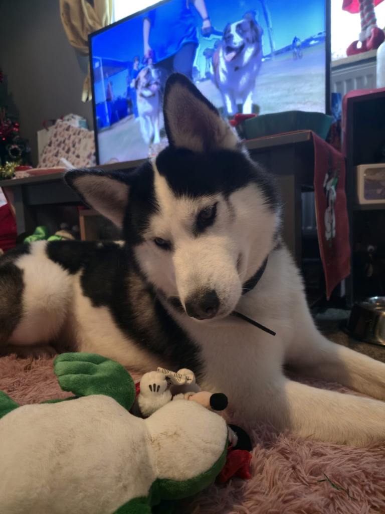Rex - Siberian husky for sale