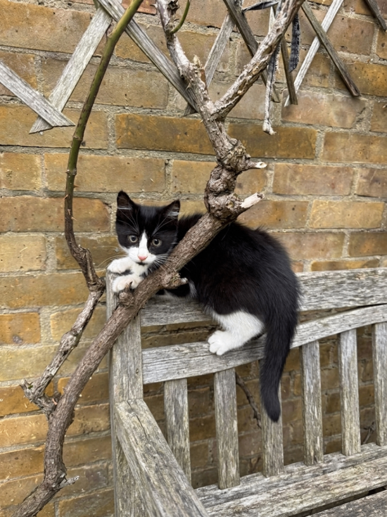 Adorable Tuxedo Family Looking for Loving Homes