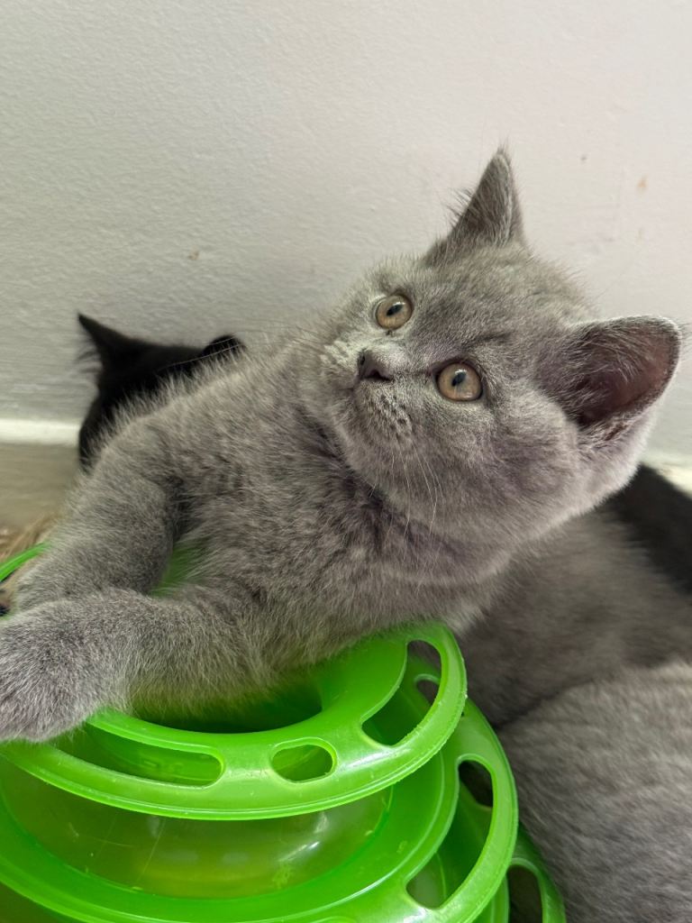 Pedigree BSH