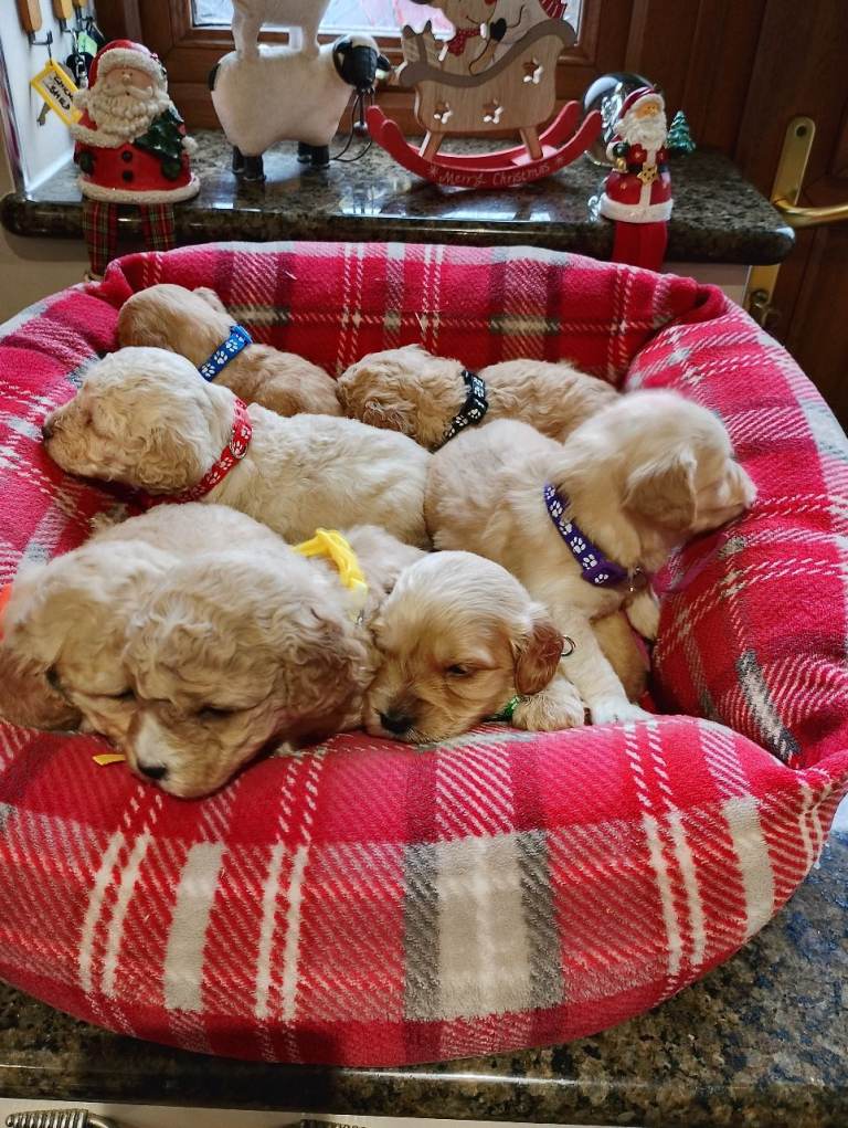 Cockapoo puppies 