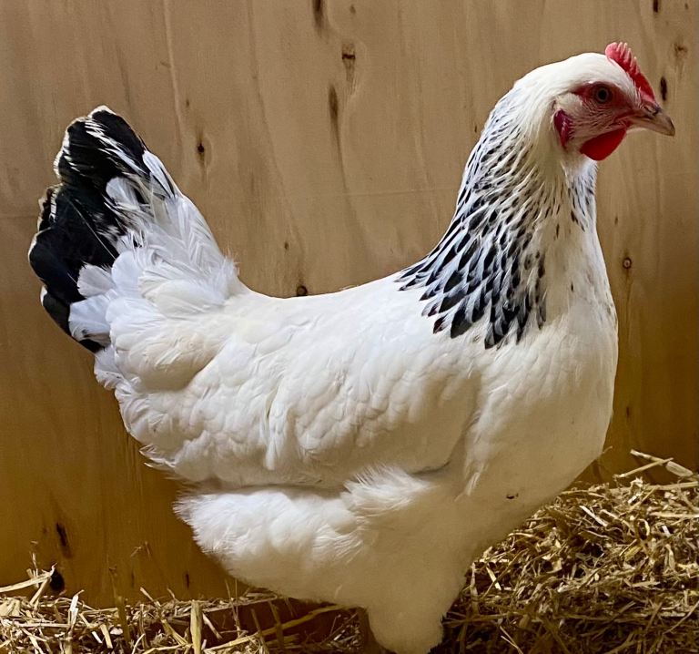 Point of Lay, poultry, Light Sussex, Rhode Island Red, Black Copper Marans 