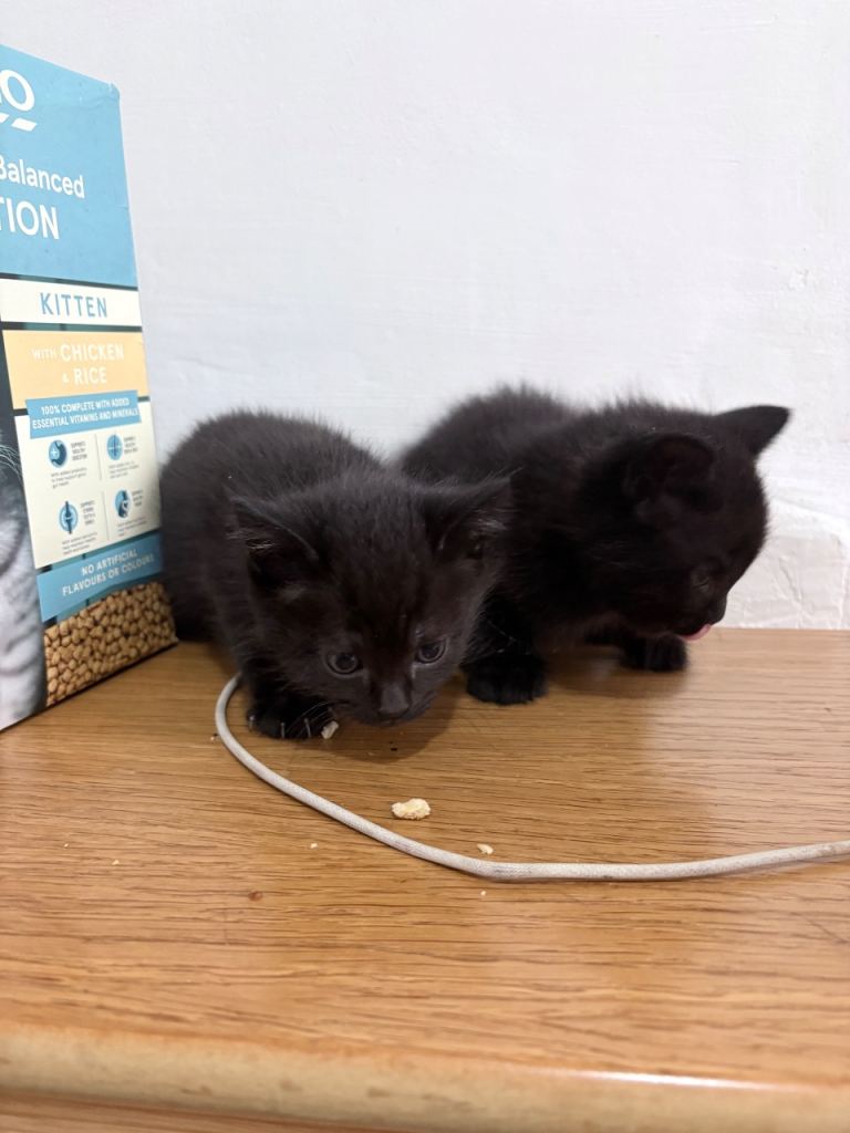 Kittens