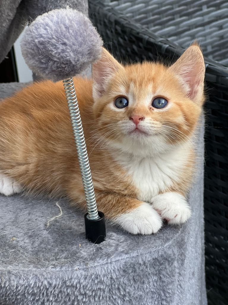 Kittens for a good home 🏠 