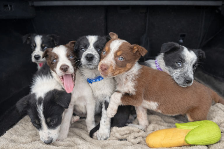 Border Collie Pups