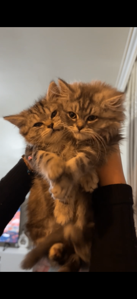 2 ladies kittens for sale because I don’t have time anymore for caring .