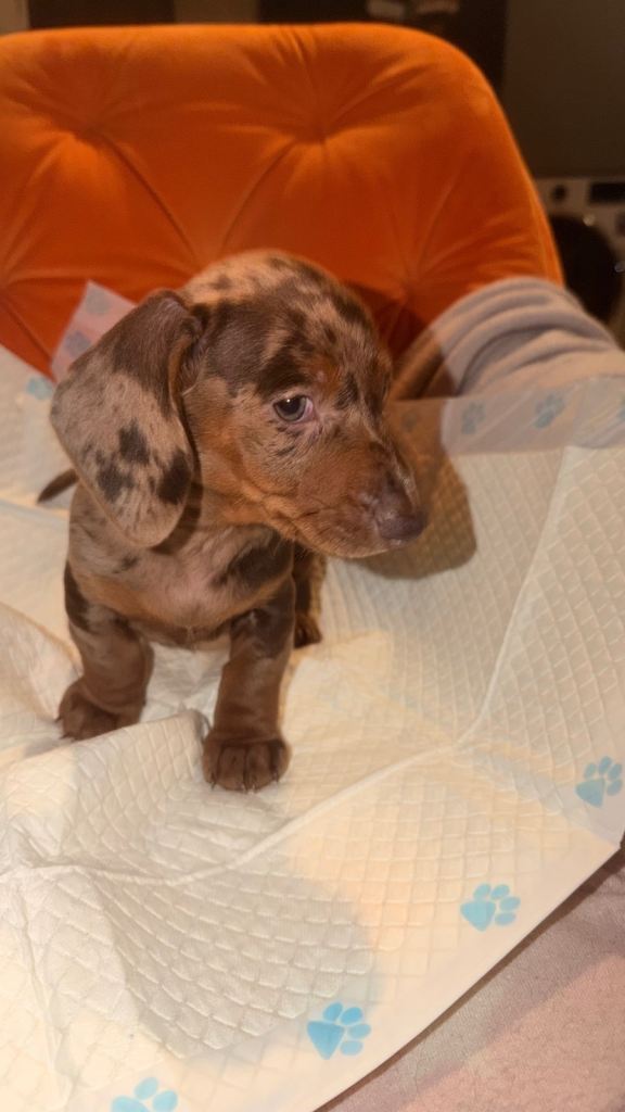 Miniature dachshund puppy’s 