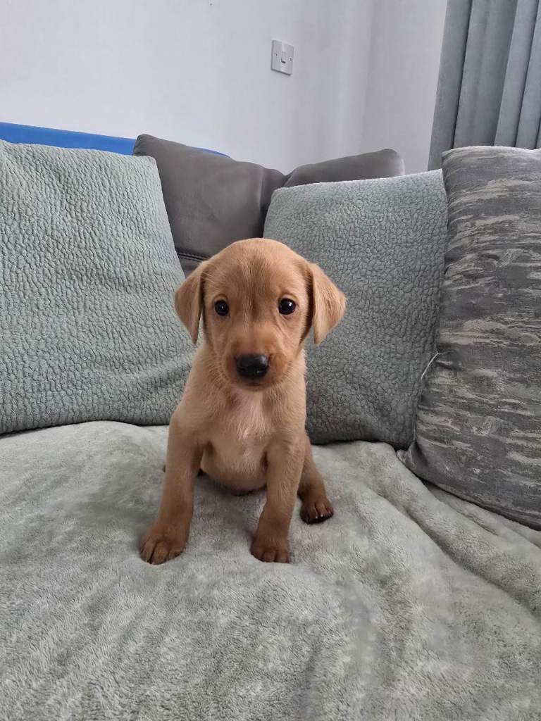 Fox Red labrador puppies 