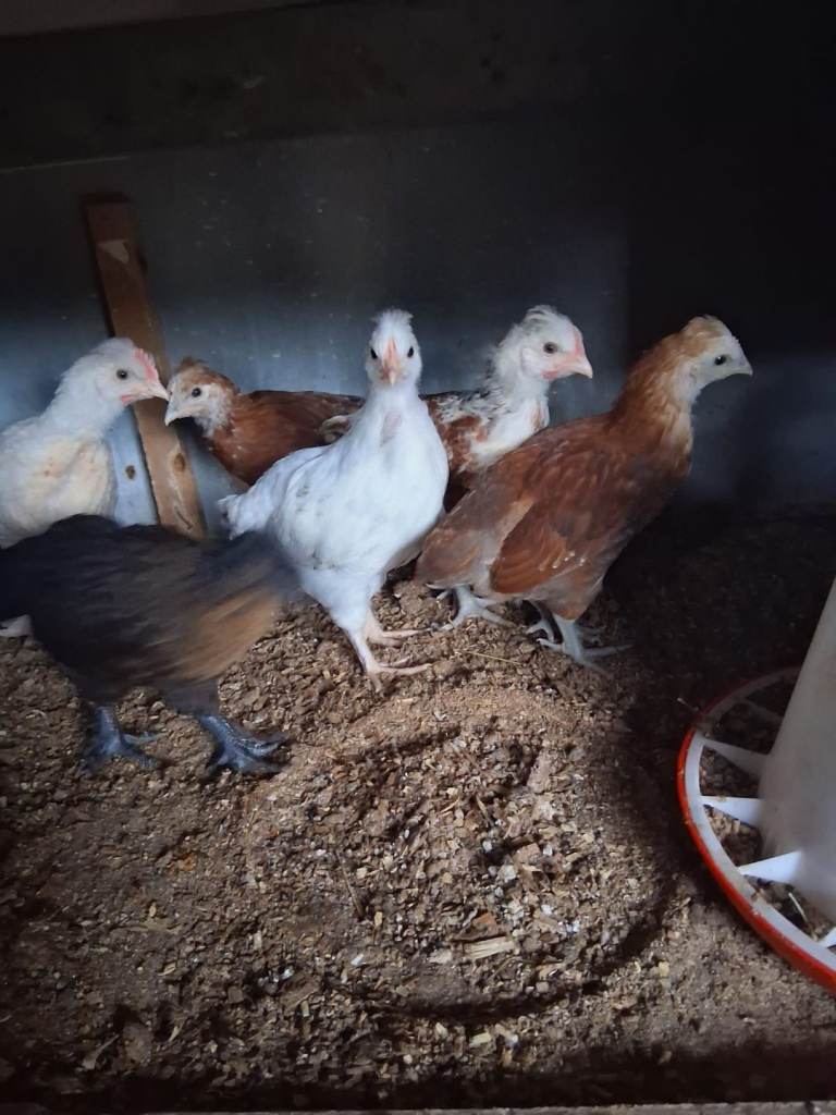 6 x chickens