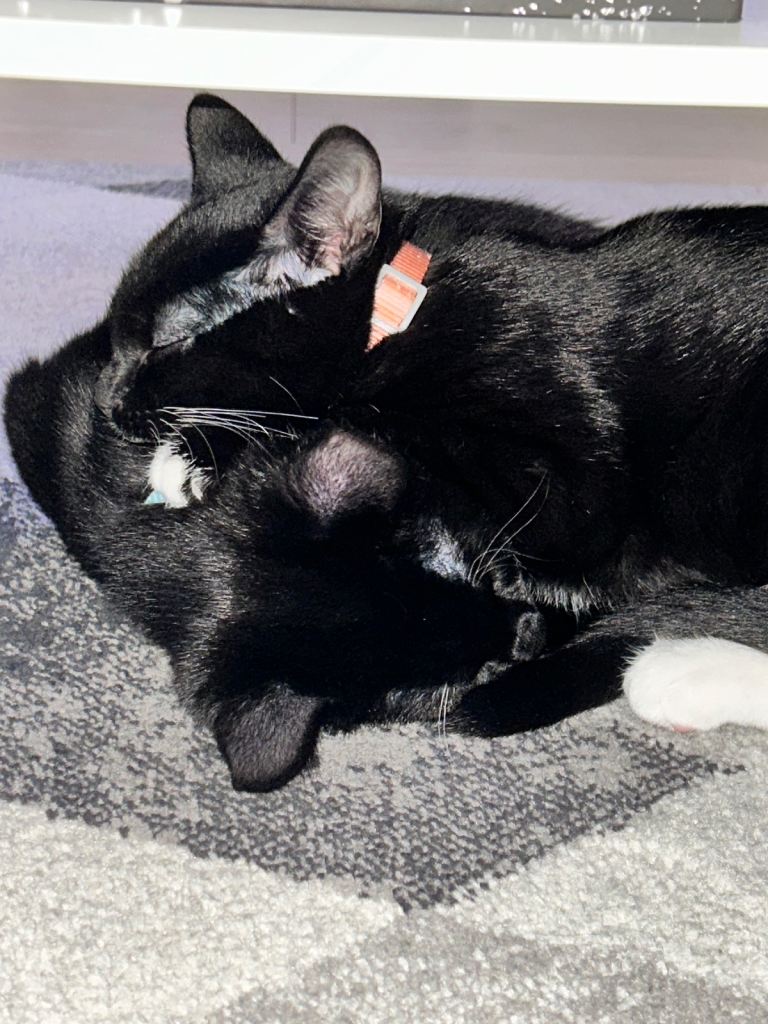 image for 2 kittens brother and sister