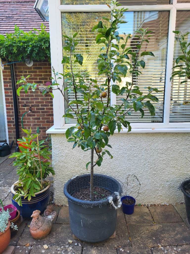 Potted Egremont Russet Apple Tree with Fruit – Healthy and Established