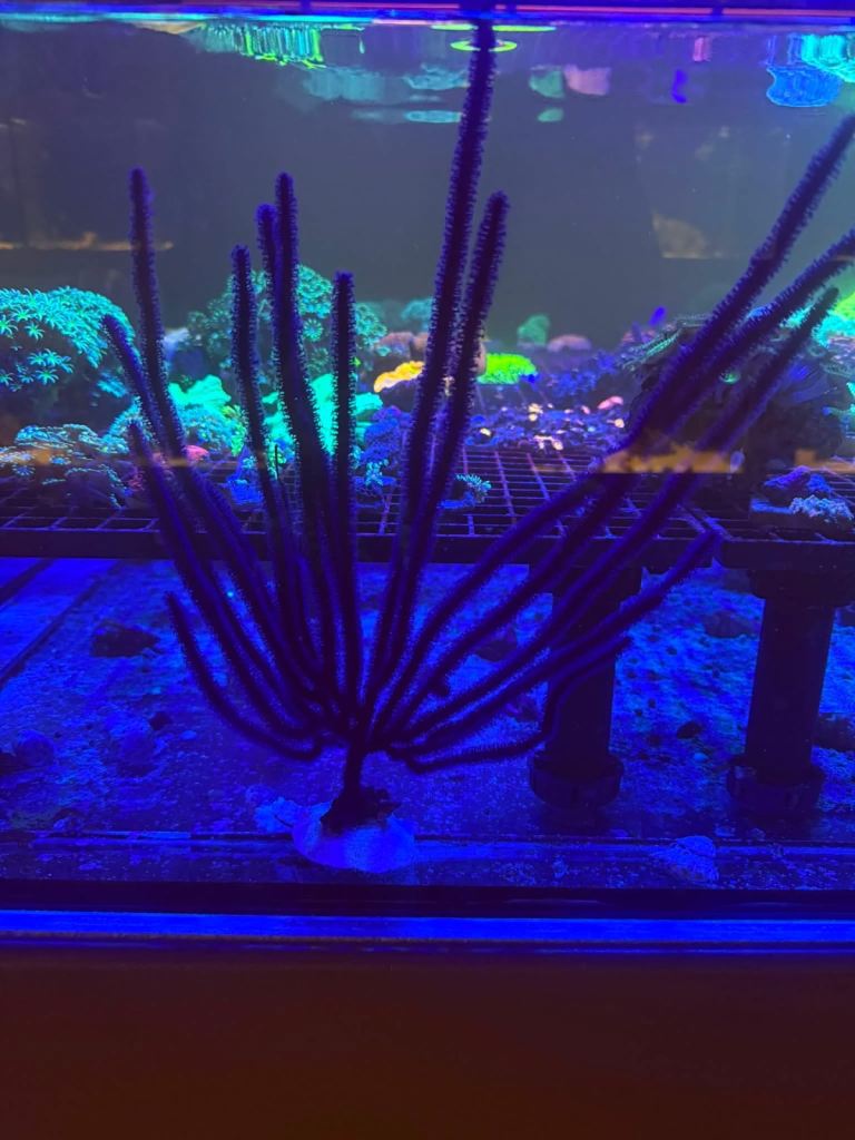 12inch purple gorgonia coral 