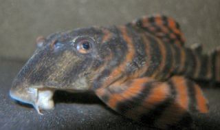 L397 Alenquer Pleco Breeding Pairs 